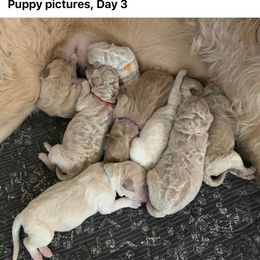 Labradoodle puppies from Riverside Labradoodles