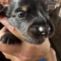 Dachshund Puppies from Lord Frank’s Mini Weeniers