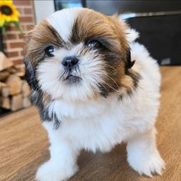 Gia - Brindle female Shih Tzu puppy in Stroudsburg, Pennsylvania from Puppyville Pa Shih Tzu & frenchies