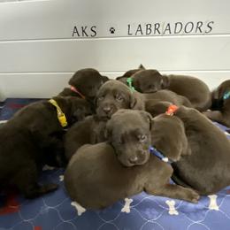 Labrador Retriever Puppies from AKS’s Water Bound Retrievers