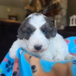 Daffodil - Merle female Bernedoodle puppy in Blackfoot, Idaho from Draper Mountain Doodles