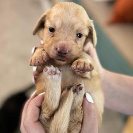 Buddy - Cream male Dachshund puppy in Cypress, Texas from Cypress Dachshunds