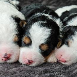 Trixie - Tri-color female Bernedoodle puppy in Granton, Wisconsin from Rose River Farms