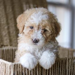 Aussiedoodle, Australian Mountain Doodle, Bernedoodle, and Labradoodle Puppies from Doodles & Co