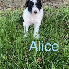 Double Doodle Puppies from Little Muddy Doodles