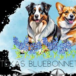 Australian Shepherds, Miniature American Shepherds, Miniature Australian Shepherds, and Toy Australian Shepherds from Texas Bluebonnet Herders