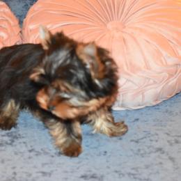 Yorkshire Terrier Puppies from Pooch Perfect Puppies