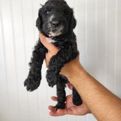 Double Doodle Puppies from Ramazzini Doodles