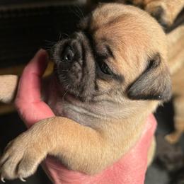 Fawn female - Fawn female Pug puppy in Norborne, Missouri from Pug Palace