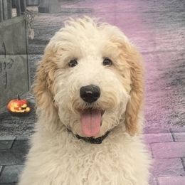 Sadie - Goldendoodle