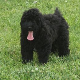 Kylee - Black female Whoodle puppy in West Bend, Iowa from Blue Skies Terriers