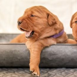 Golden Retrievers from Grit, Grace, and Golden