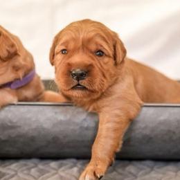 Golden Retrievers from Grit, Grace, and Golden