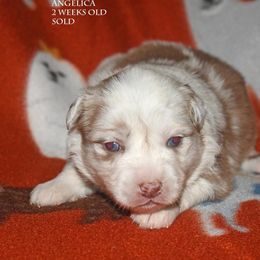 Angelica - Red merle female Miniature Australian Shepherd puppy in Patterson, North Carolina from DreamLine Aussies