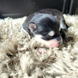 Millie - Black and white female Pomsky puppy in Sand Coulee, Montana from Big Sky Pomskies