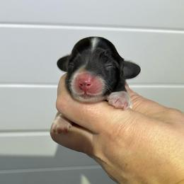 Windy - Black female Dachshund puppy in Wolf Lake, Indiana from Canisteo Dachshunds