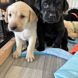 Labrador Retriever Puppies from Front Range Labradors LLC