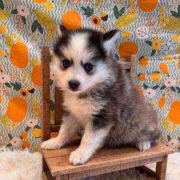 Victory - Black and white female Pomsky puppy in Bucyrus, Missouri from Hill Top Pomskies