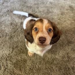 Willie - Piebald male Dachshund puppy in Stilwell, Oklahoma from Rustic Tails
