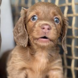 Praline - Fawn (isabella) and tan female Dachshund puppy in Bentonville, Arkansas from Boujee Buns Dachshunds