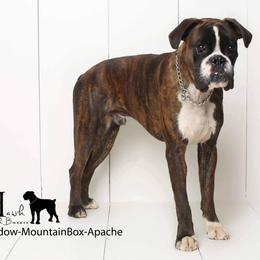 Boxer All Grown Up from Hawk Creek Boxers