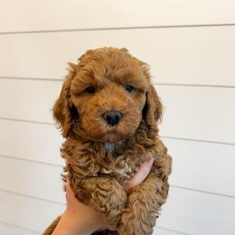 Rory - Red female Bernedoodle puppy in Longview, Texas from Furry Tail Doodles