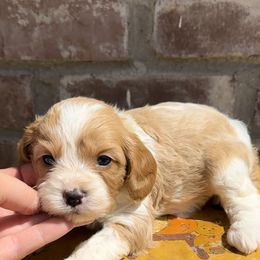 Cavapoo, Cockapoo, Goldendoodle, and Poodle Puppies from Lipscomb Doodles