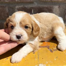Cavapoo, Cockapoo, Goldendoodle, and Poodle Puppies from Lipscomb Doodles