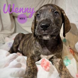Wenny - Brindle female Great Dane puppy in Columbus, Ohio from Von Schaaf Haus DuPree