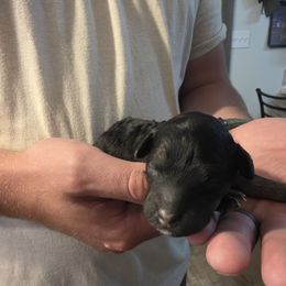 Virana - Black and white female Sheepadoodle puppy in Blackfoot, Idaho from Draper Mountain Doodles