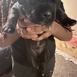 Cane Corso Puppies from AK&J Kentucky Corsos
