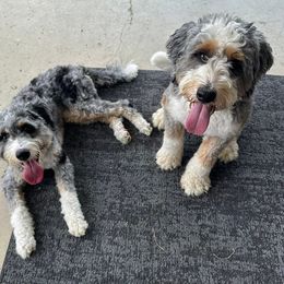 Bernedoodle and Cavapoo All Grown Up from Still Waters Farm