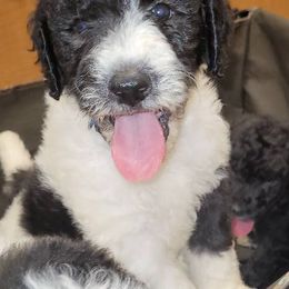 Goldendoodles, Labradoodles, and Poodles from Pee Dee Poodles & Doodles