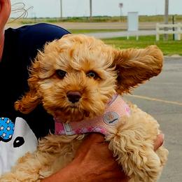 Belle - Golden female Cockapoo puppy in Indiahoma, Oklahoma from Phamily Doodles