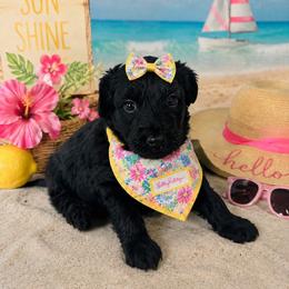 Yellow collar - Black female Goldendoodle puppy in Aurora, Illinois from Chicago Goldendoodles