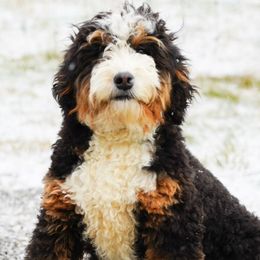 Shaw - Bernedoodle
