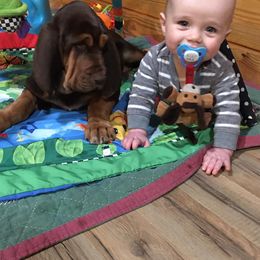 American Bully and Bloodhound Puppies from Blue Collar Kennelz Bloodhounds and American Bullies