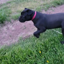 Cane Corso Puppies from Hardradas Dynasty Cane Corso