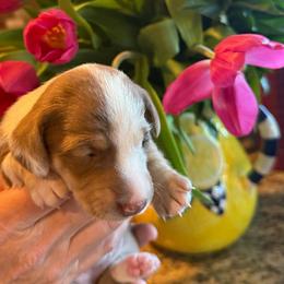 Fiona-chocolate and cream piebald dachshund - Piebald female Dachshund puppy in El Cajon, California from Lisa Buxton