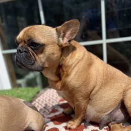 Bisket - French Bulldog