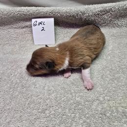 Patty - White and sable female Shetland Sheepdog puppy in Caldwell, Texas from Candyce Witte