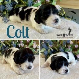 Colt - AKC - Silky - Black and tan male Dachshund puppy in Kemp, Texas from Koli Acres