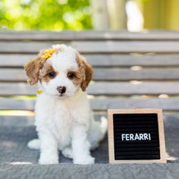 Girl 1 - Goldendoodle puppy in Riverton, Utah from Utah Doodlebug