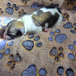 SUNNY - White and sable male Papillon puppy in Hollister, Missouri from Swan Creek Kennel