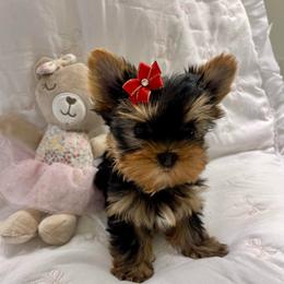 Girl - Black and gold female Yorkshire Terrier puppy in Seattle, Washington from 🎀 Yorkies Boutique Babydolls 🎀
