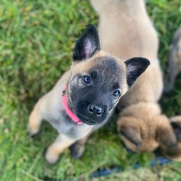Belgian Malinois and German Shorthaired Pointer Puppies from Lapdog GSP