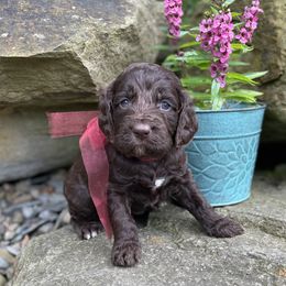 Kindall - Brown female Springerdoodle puppy in Lisbon, Ohio from Willow Lane Doodles