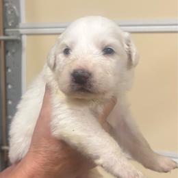 Boy 1 - White male Great Pyrenees puppy in North Fork, California from Heritage Mountain Ranch