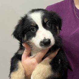 Wally - Companion Cross puppy from Mid-Ohio Australian shepherds