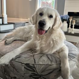 Captain - Golden Retriever